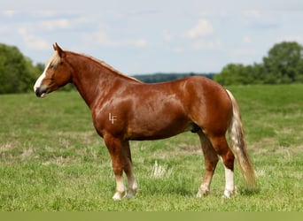 Arbeitspferd Mix, Wallach, 5 Jahre, 157 cm