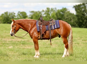 Arbeitspferd Mix, Wallach, 5 Jahre, 157 cm