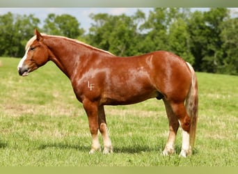 Arbeitspferd Mix, Wallach, 5 Jahre, 157 cm