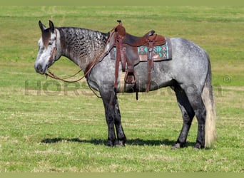 Arbeitspferd Mix, Wallach, 5 Jahre, 160 cm, Apfelschimmel