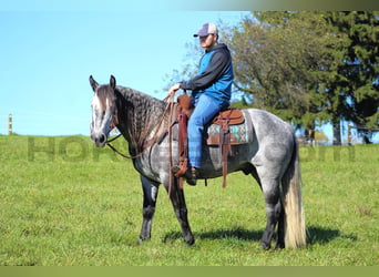 Arbeitspferd Mix, Wallach, 5 Jahre, 160 cm, Apfelschimmel