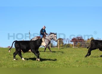 Arbeitspferd Mix, Wallach, 5 Jahre, 160 cm, Apfelschimmel