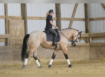 Arbeitspferd Mix, Wallach, 5 Jahre, 160 cm, Buckskin