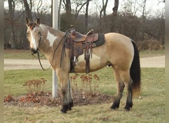 Arbeitspferd, Wallach, 5 Jahre, 160 cm, Overo-alle-Farben