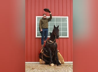 Arbeitspferd Mix, Wallach, 5 Jahre, 160 cm, Rappe