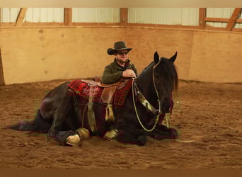 Arbeitspferd Mix, Wallach, 5 Jahre, 160 cm, Rappe