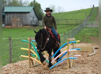 Arbeitspferd Mix, Wallach, 5 Jahre, 160 cm, Rappe