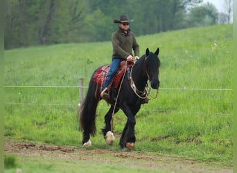 Arbeitspferd Mix, Wallach, 5 Jahre, 160 cm, Rappe