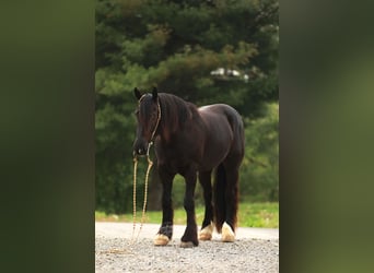 Arbeitspferd Mix, Wallach, 5 Jahre, 160 cm, Rappe