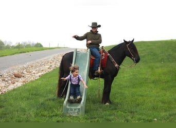 Arbeitspferd Mix, Wallach, 5 Jahre, 160 cm, Rappe