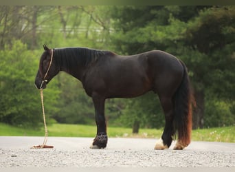 Arbeitspferd Mix, Wallach, 5 Jahre, 160 cm, Rappe