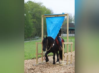 Arbeitspferd Mix, Wallach, 5 Jahre, 160 cm, Rappe