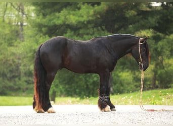 Arbeitspferd Mix, Wallach, 5 Jahre, 160 cm, Rappe