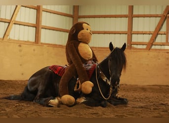 Arbeitspferd Mix, Wallach, 5 Jahre, 160 cm, Rappe