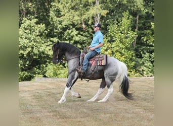 Arbeitspferd, Wallach, 5 Jahre, 160 cm, Roan-Blue