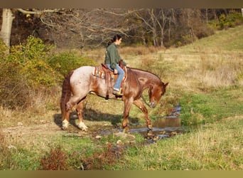 Arbeitspferd Mix, Wallach, 5 Jahre, 160 cm, Roan-Red