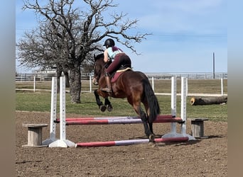 Arbeitspferd Mix, Wallach, 5 Jahre, 160 cm, Rotbrauner