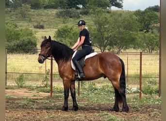 Arbeitspferd Mix, Wallach, 5 Jahre, 160 cm, Rotbrauner