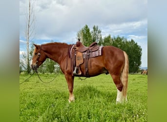 Arbeitspferd Mix, Wallach, 5 Jahre, 160 cm, Rotfuchs