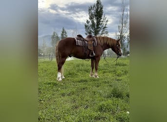 Arbeitspferd Mix, Wallach, 5 Jahre, 160 cm, Rotfuchs