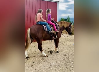 Arbeitspferd Mix, Wallach, 5 Jahre, 160 cm, Rotfuchs