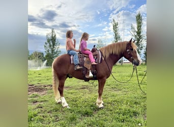 Arbeitspferd Mix, Wallach, 5 Jahre, 160 cm, Rotfuchs