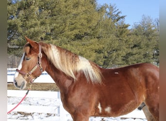 Arbeitspferd Mix, Wallach, 5 Jahre, 160 cm, Schecke