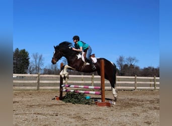Arbeitspferd Mix, Wallach, 5 Jahre, 160 cm, Schecke