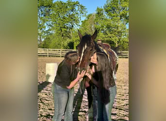 Arbeitspferd Mix, Wallach, 5 Jahre, 160 cm, Schecke