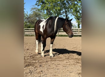 Arbeitspferd Mix, Wallach, 5 Jahre, 160 cm, Schecke