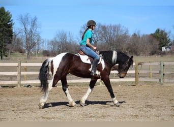 Arbeitspferd Mix, Wallach, 5 Jahre, 160 cm, Schecke