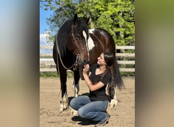 Arbeitspferd Mix, Wallach, 5 Jahre, 160 cm, Schecke