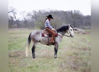 Arbeitspferd Mix, Wallach, 5 Jahre, 160 cm, Schimmel