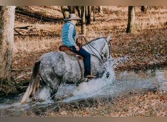 Arbeitspferd, Wallach, 5 Jahre, 163 cm, Apfelschimmel