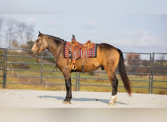 Arbeitspferd Mix, Wallach, 5 Jahre, 163 cm, Buckskin