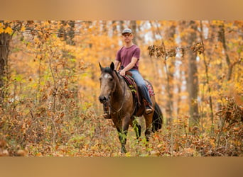 Arbeitspferd Mix, Wallach, 5 Jahre, 163 cm, Buckskin