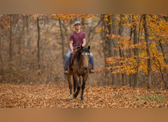 Arbeitspferd Mix, Wallach, 5 Jahre, 163 cm, Buckskin