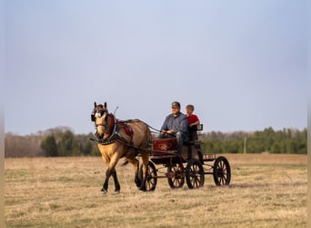 Arbeitspferd Mix, Wallach, 5 Jahre, 163 cm, Buckskin