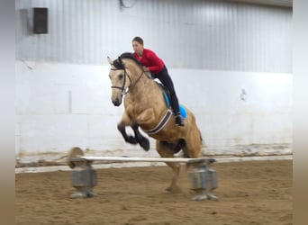 Arbeitspferd Mix, Wallach, 5 Jahre, 163 cm, Buckskin