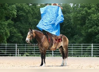 Arbeitspferd Mix, Wallach, 5 Jahre, 163 cm, Buckskin