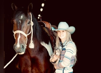 Arbeitspferd Mix, Wallach, 5 Jahre, 163 cm