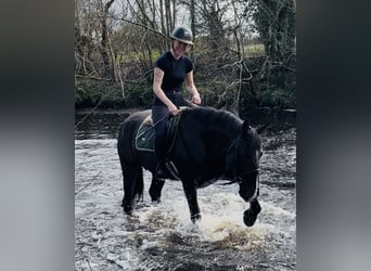 Arbeitspferd, Wallach, 5 Jahre, 163 cm, Rappe