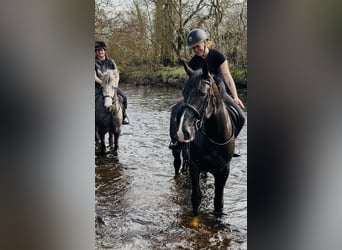 Arbeitspferd, Wallach, 5 Jahre, 163 cm, Rappe