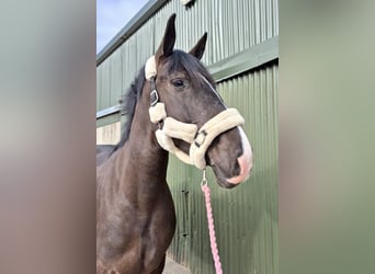 Arbeitspferd, Wallach, 5 Jahre, 163 cm, Rappe