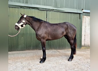 Arbeitspferd, Wallach, 5 Jahre, 163 cm, Rappe