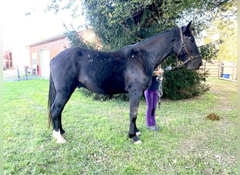 Arbeitspferd, Wallach, 5 Jahre, 163 cm, Rappe