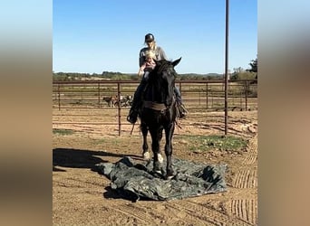 Arbeitspferd, Wallach, 5 Jahre, 163 cm, Rappe