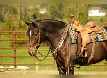 Arbeitspferd Mix, Wallach, 5 Jahre, 163 cm, Roan-Bay