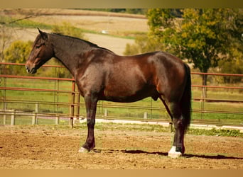 Arbeitspferd Mix, Wallach, 5 Jahre, 163 cm, Roan-Bay