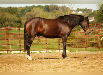 Arbeitspferd Mix, Wallach, 5 Jahre, 163 cm, Roan-Bay
